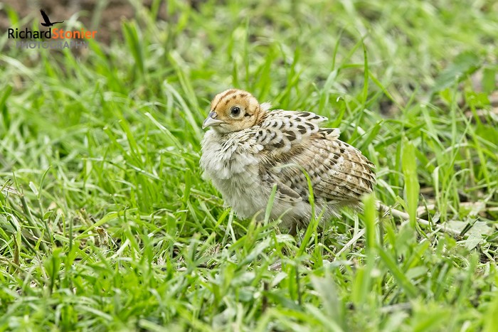 Pheasant