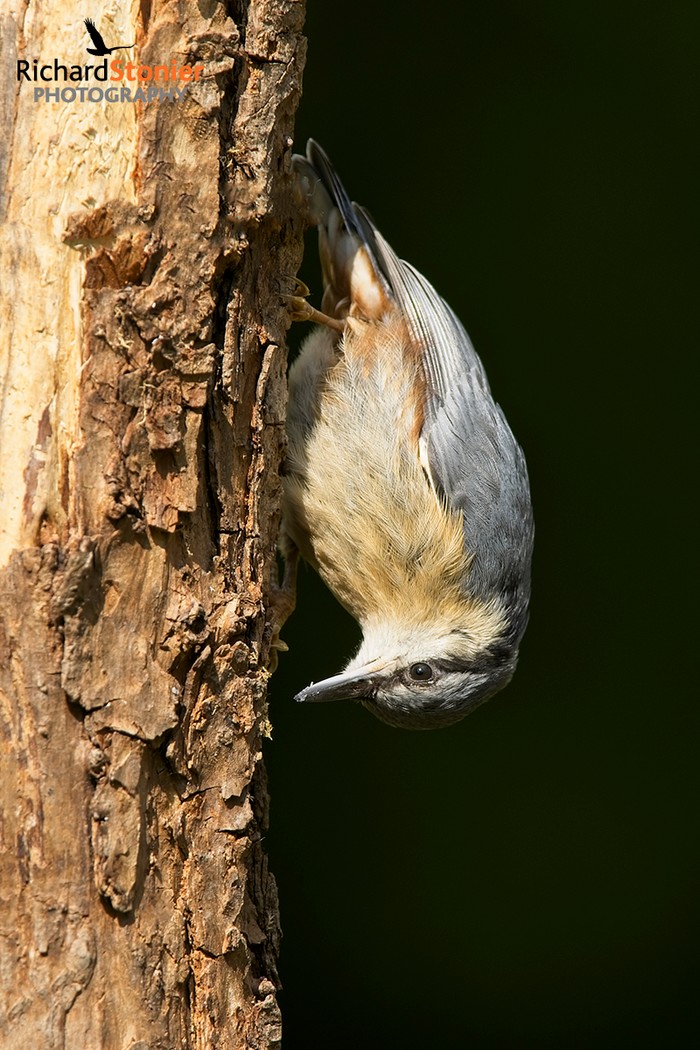 Nuthatch