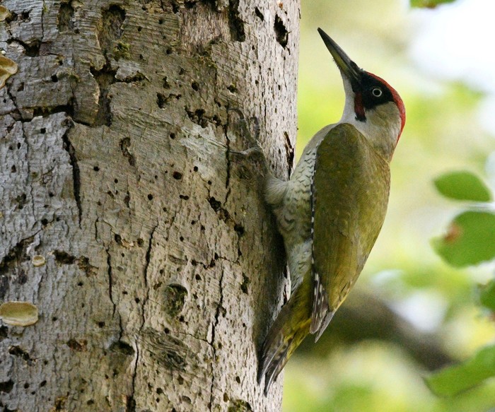 Green Woodpecker