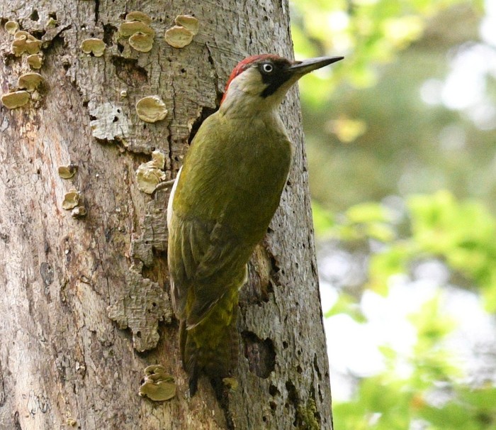 Green Woodpecker
