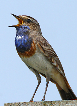 White-spotted Bluethroat