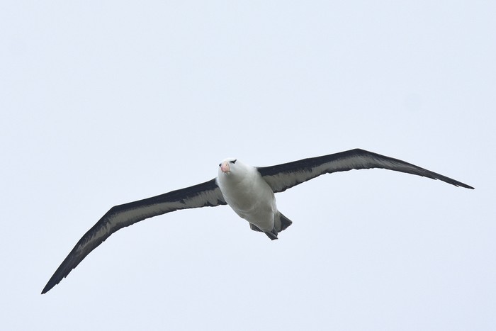 Black-browed Albatross