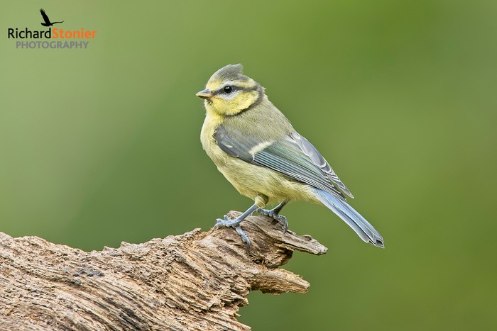 Blue Tit