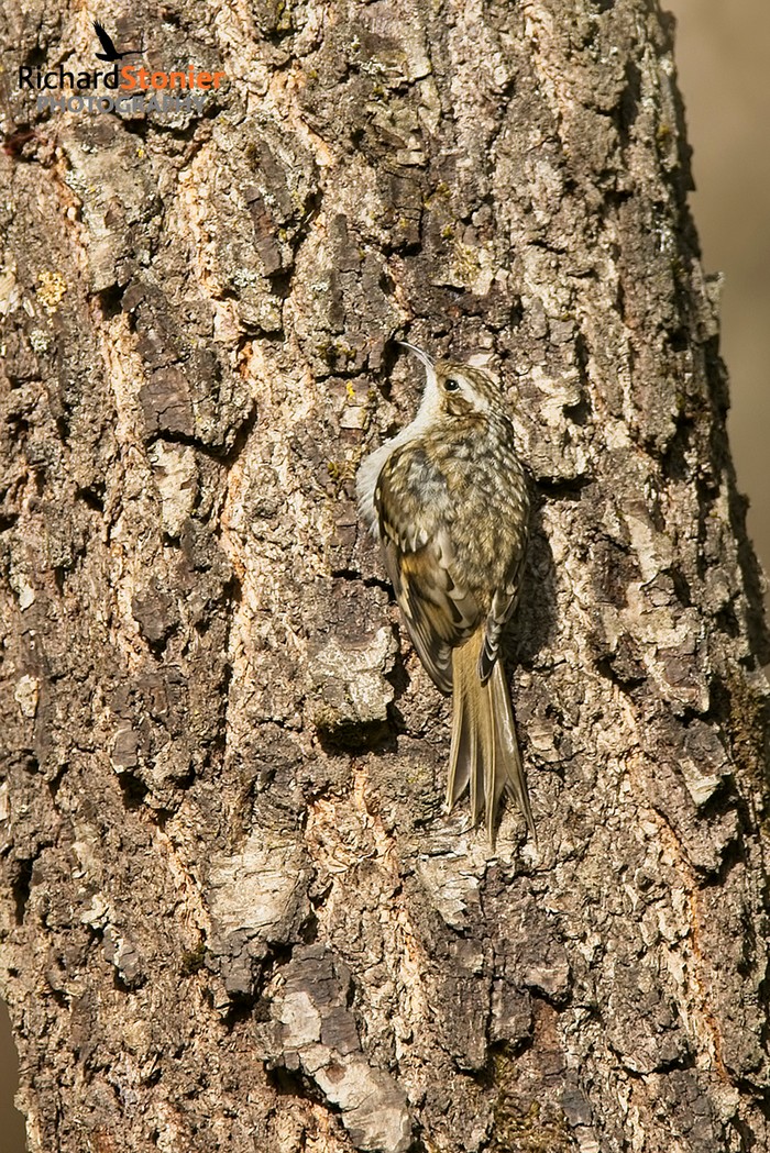 Treecreeper