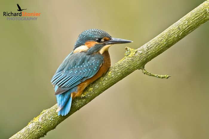 Kingfisher