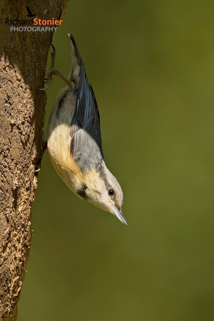 Nuthatch