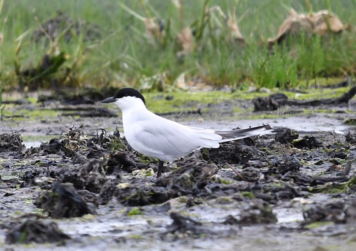 Gull-billed Tern