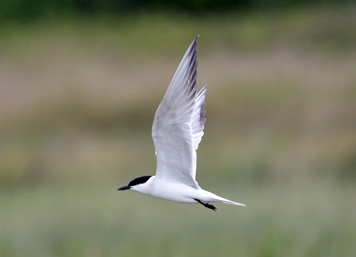 Gull-billed Tern