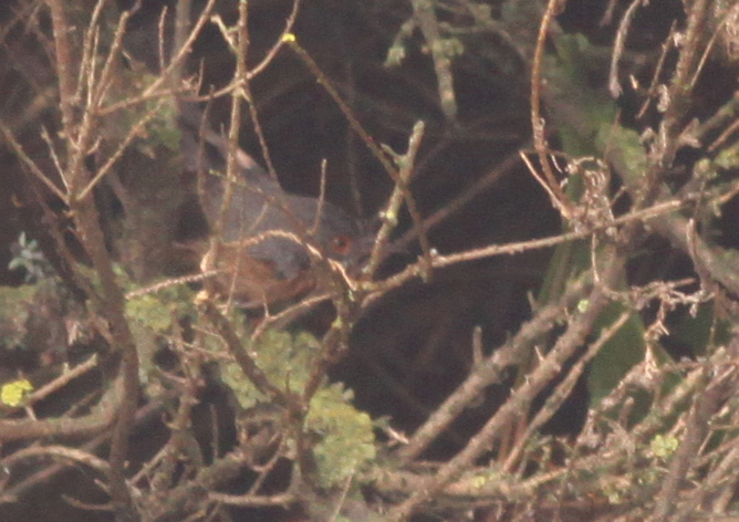 Western Subalpine Warbler