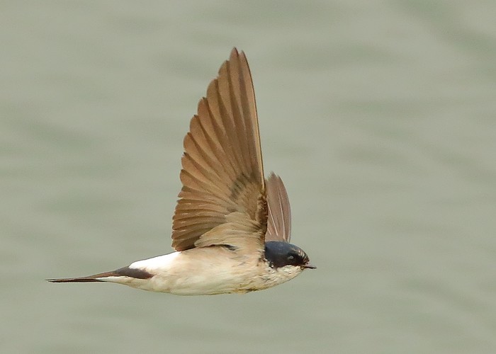 House Martin
