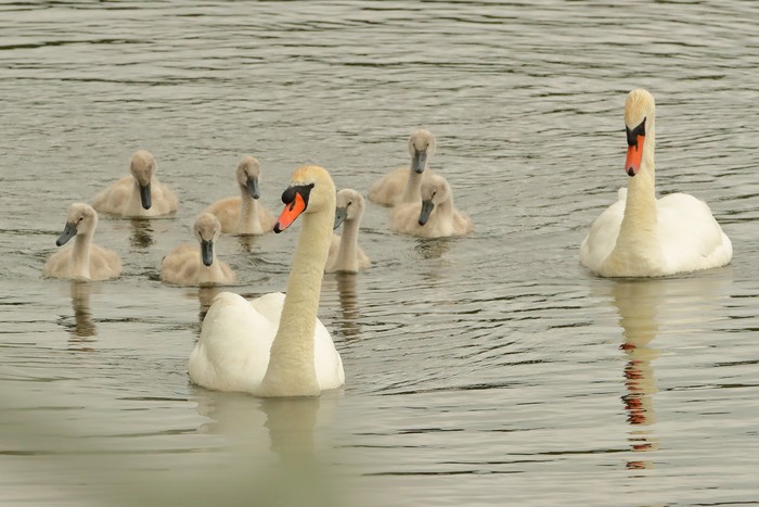Mute Swan