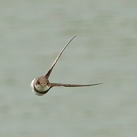 Sand Martin