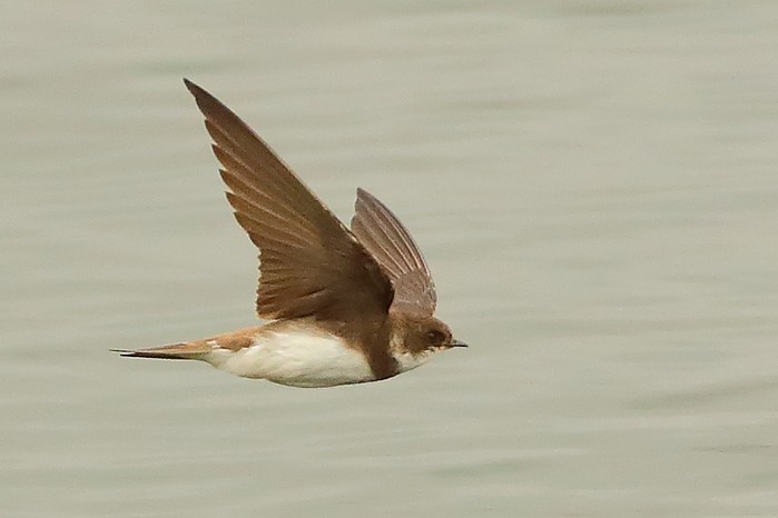 Sand Martin