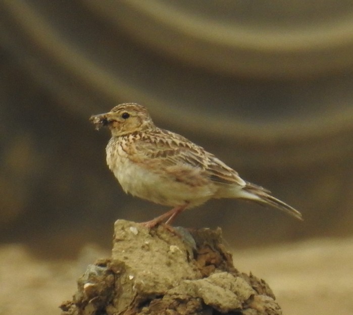 Skylark