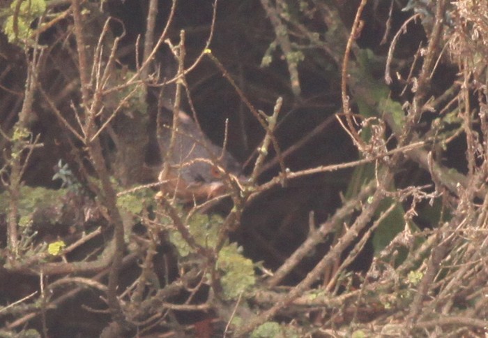 Western Subalpine Warbler
