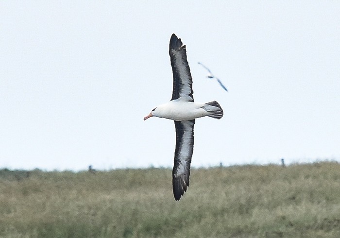 Black-browed Albatross