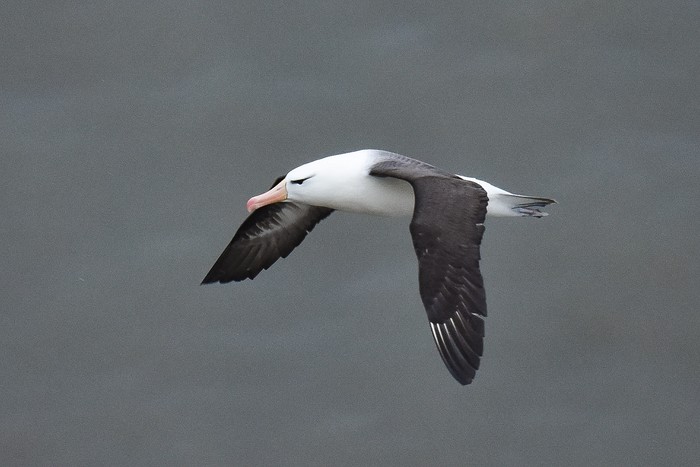 Black-browed Albatross