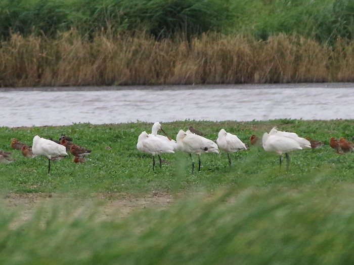 Spoonbill