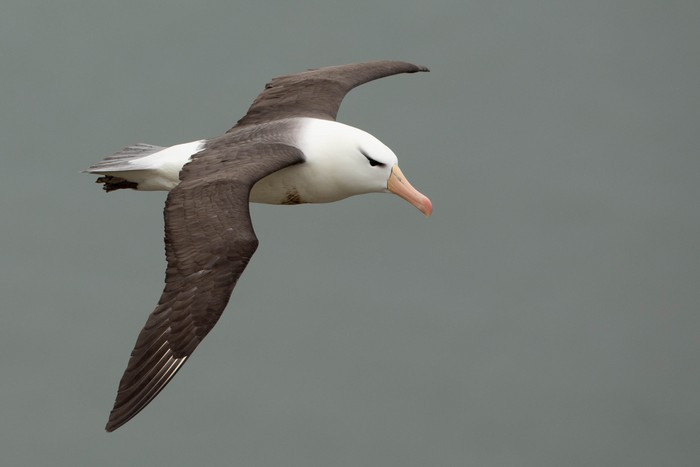 Black-browed Albatross