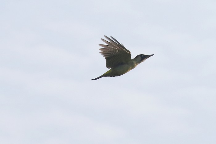 Green Woodpecker