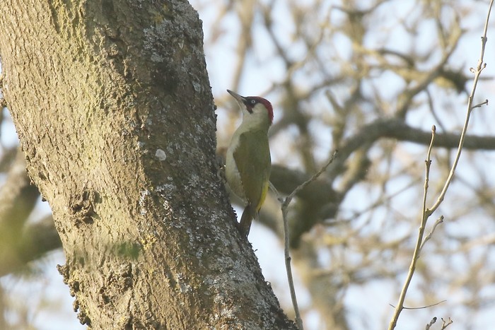 Green Woodpecker