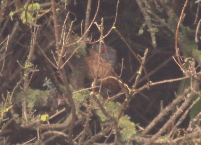 Western Subalpine Warbler