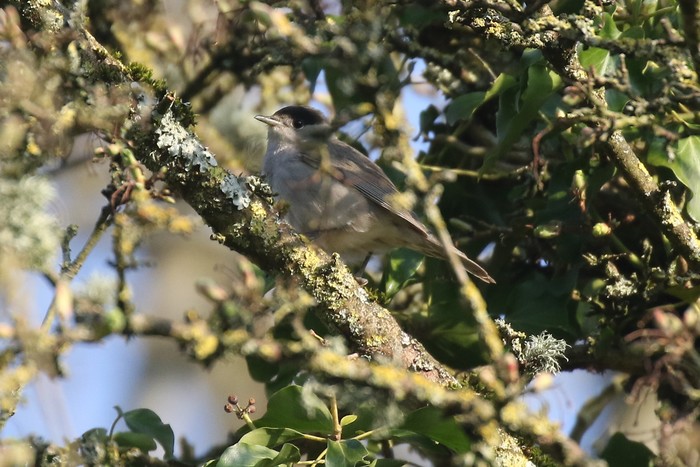 Blackcap