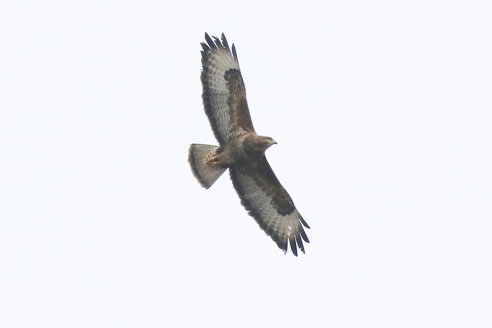 Buzzard