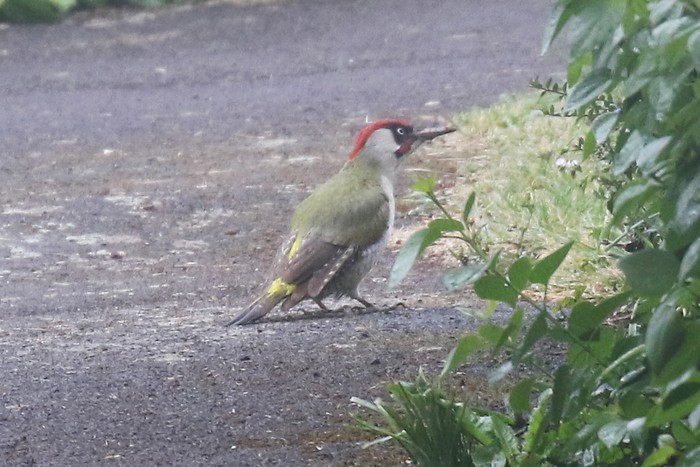 Green Woodpecker