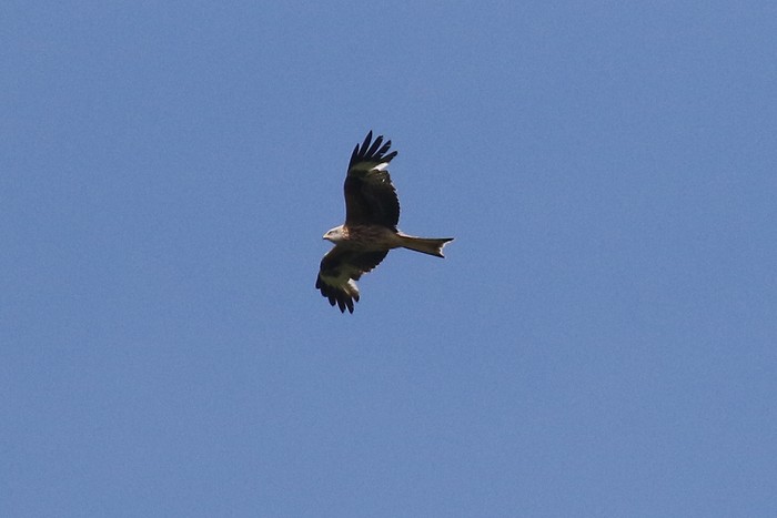 Red Kite