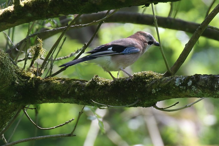 Jay