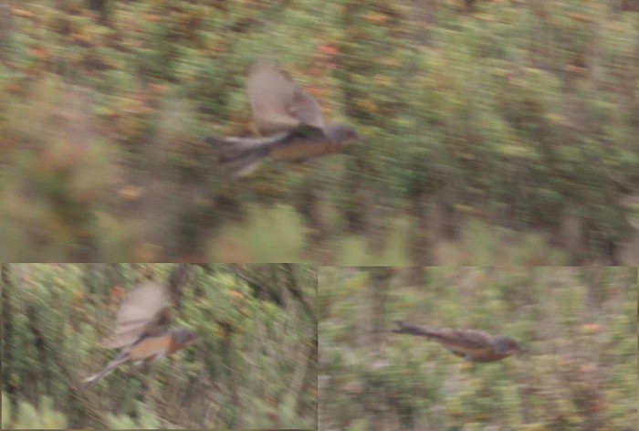 Western Subalpine Warbler