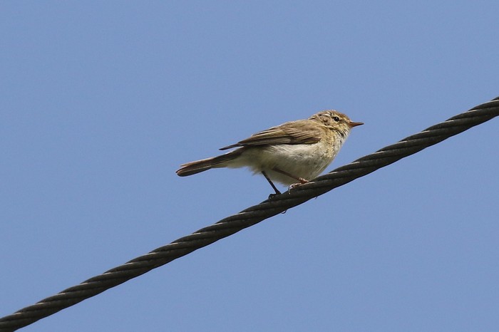 Chiffchaff