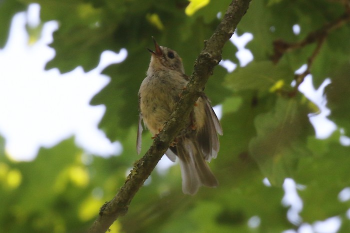 Goldcrest