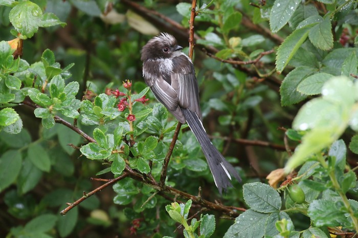 Long-tailed Tit