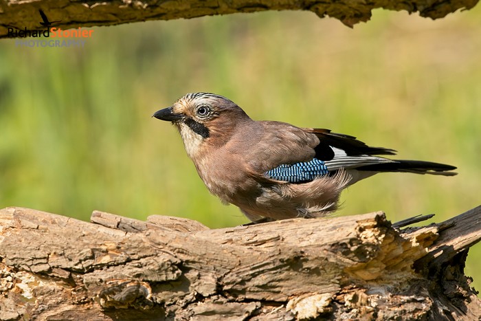 Jay