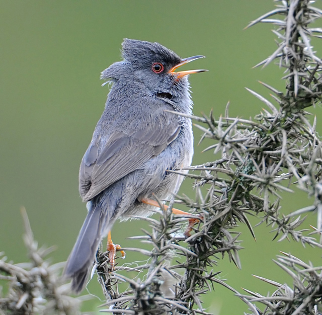 Marmora's Warbler