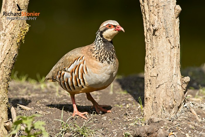 Red-legged Partridge