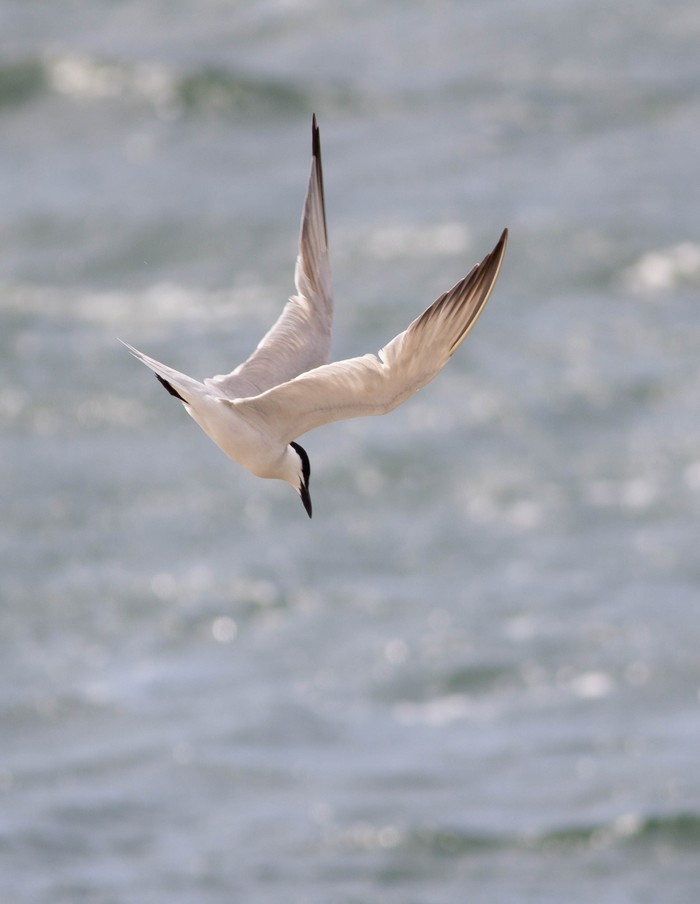 Gull-billed Tern