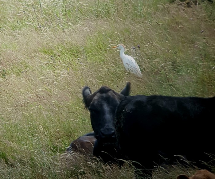 Cattle Egret