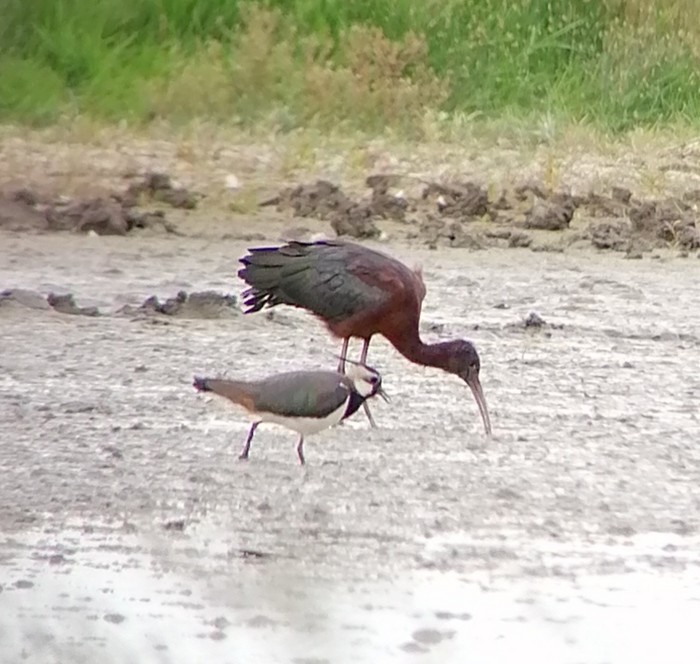 Glossy Ibis