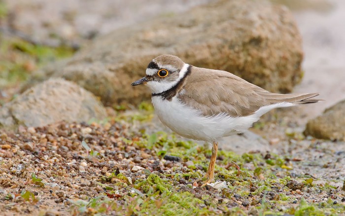 Little Ringed Plover