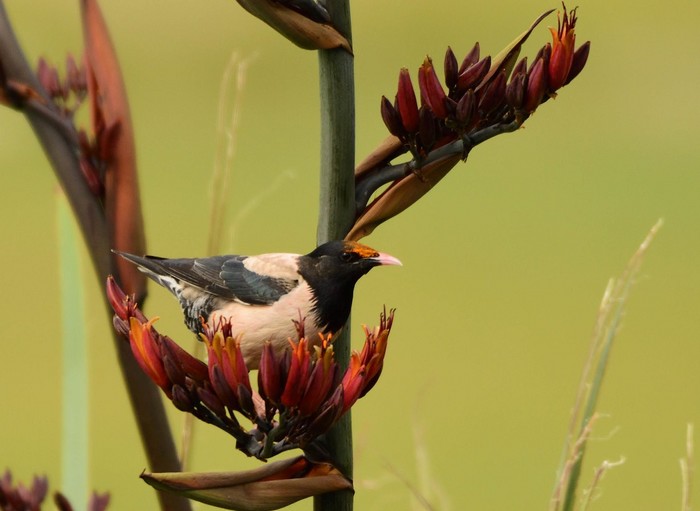 Rose-coloured Starling