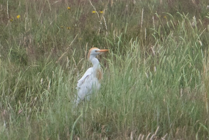 Cattle Egret