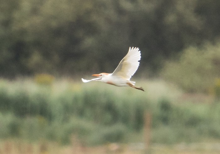 Cattle Egret