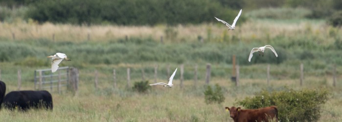 Cattle Egret