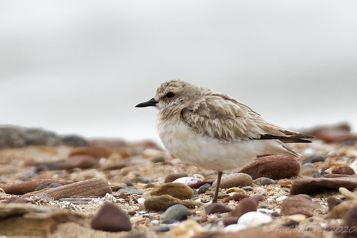 Greater Sand Plover
