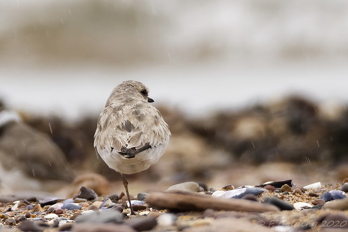 Greater Sand Plover