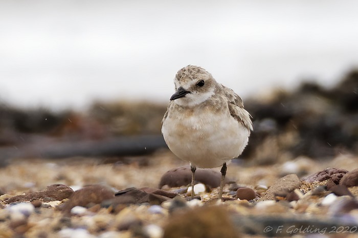 Greater Sand Plover