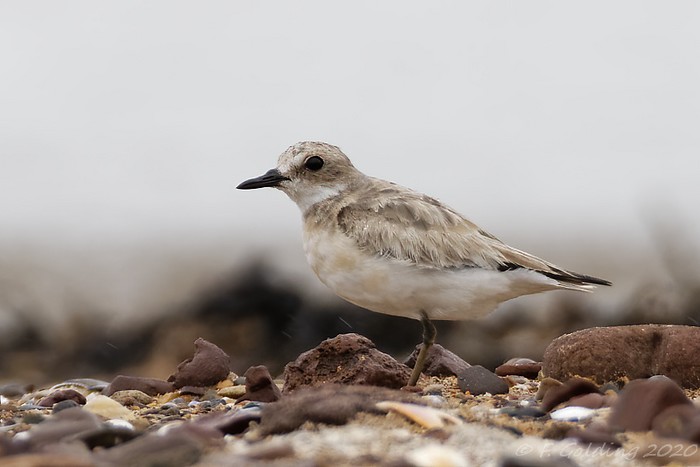Greater Sand Plover
